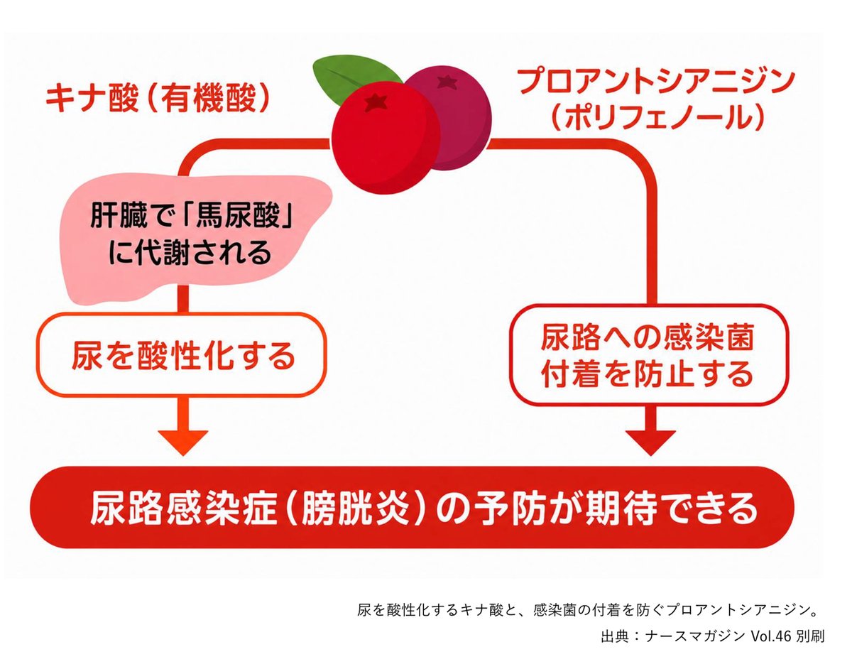 尿のpHと結晶形成のしくみ